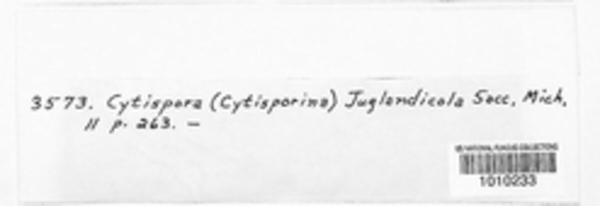 Cytospora juglandicola image